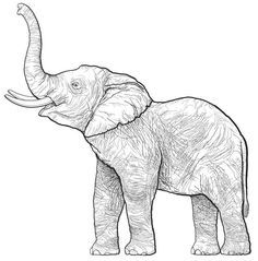 Disegno di un elefante con la proboscide sollevata.